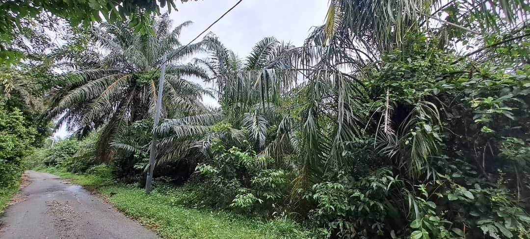 TANAH TEBONG ALOR GAJAH MELAKA