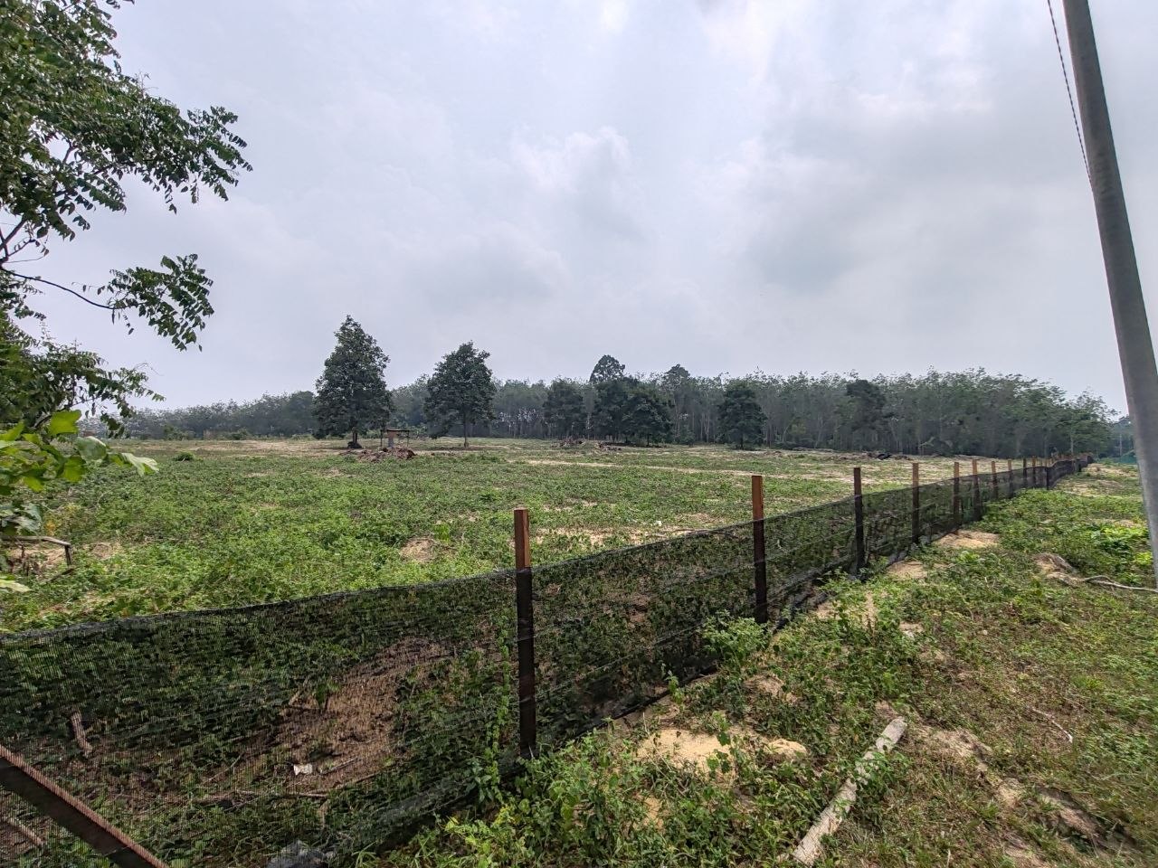 TANAH KEBUN GETAH NYALAS, JASIN