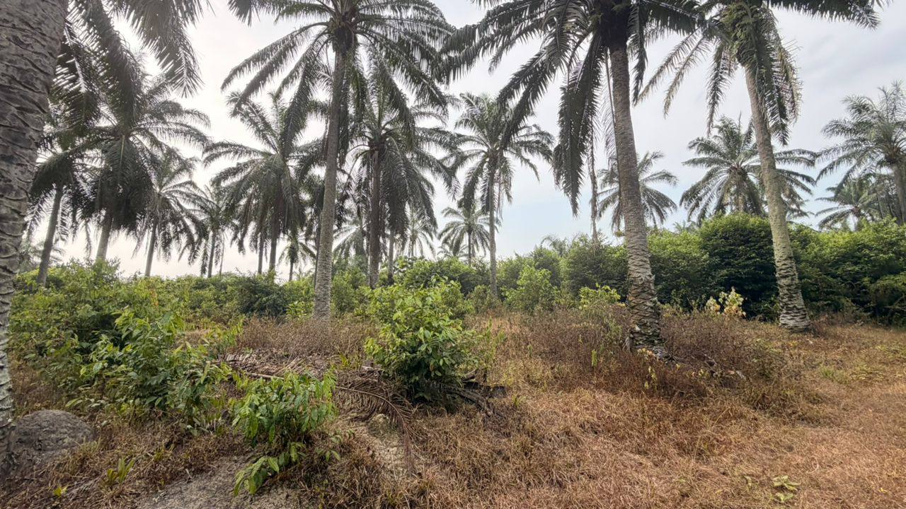 TANAH KG TERSUSUN TEHEL