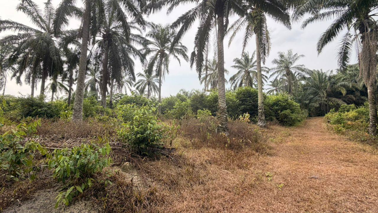 TANAH KG TERSUSUN TEHEL