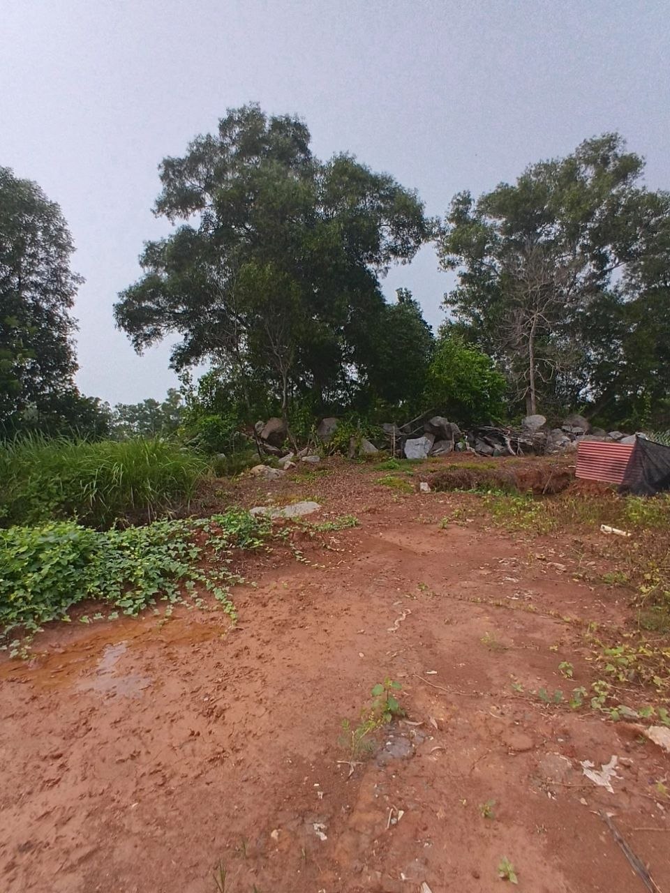 TANAH PERTANIAN TELUK MAS MELAKA