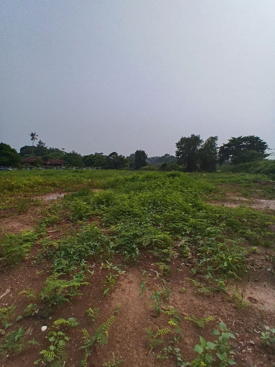 TANAH PERTANIAN TELUK MAS MELAKA